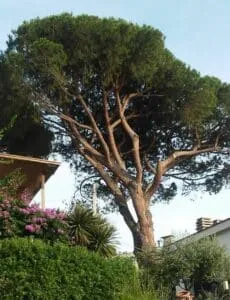 Questa immagine mostra una pianta di Pinus maritima, un albero conifera, contenuta in un vaso Si può vedere chiaramente il suo tronco, circondato da una densa vegetazione Una visione incantevole che parla di bellezza e di natura