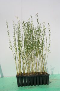 Questa immagine ritrae un salice rosso in vaso, unelegante pianta che è un albero o un arbusto a seconda della specie Ricoperta da una densa vegetazione, è la perfetta aggiunta a qualsiasi giardino o terrazza