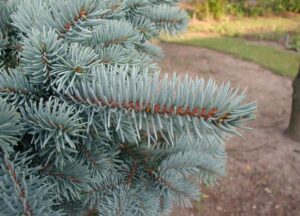 Questa foto mostra una scena di un Colorado Spruce, una conifera che appartiene alla famiglia degli Abeti Si tratta di un albero di medie dimensioni con una chioma a forma di cono che può essere di colore verde, blu o bianco La vegetazione di questa specie è molto simile a quella di un Pino e può essere utilizzata come elemento decorativo nel giardino