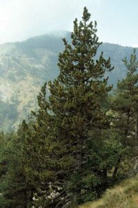 Un pino nero solitario che si erge tra la vegetazione di un bosco, con la sua chioma conica di fronde verdi e le sue radici che affondano nella terra Un albero di conifera, un abete, che fa parte di un ambiente allaperto unico e caratteristico