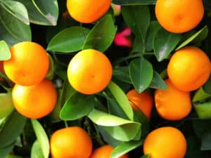 Una fresca e fruttata varietà di LemonFrutta Citrus un mix di alimenti sani e naturali, tra cui arance, pompelmi e limoni, prodotti direttamente dalle nostre piante