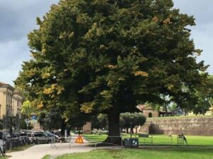 Una grande quercia storica che domina un parco allaperto in una città ricca di vegetazione Il tronco dellalbero mostra i segni del tempo e dei ricordi legati ai momenti passati