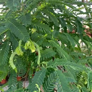 Unimmagine di un albero di tamarindo in fiore con le sue foglie ricche di vegetazione Una pianta che porta il dono della bellezza della natura