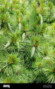 Questa immagine mostra un albero di Pino Himalayano, una specie di Spruce comune nel genere Abete Questo albero appartiene alla famiglia dei Conifere ed è un tipo di Abete Bianco
