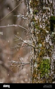 Un albero pregiato con un tronco antico, ricoperto di muschio, piantato allaperto la bellezza della natura in tutto il suo splendore