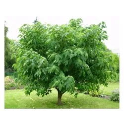 Un magnifico albero di acero in primavera, con i suoi rami ricoperti di fiori di carta gelata, e una delicata pianta che cresce nel terreno sotto di esso