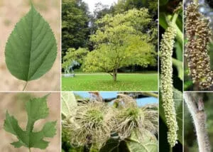 Kamikōji, un giardino di IvyFoglia, Piante, Erbe, Alberi, Querce, Tigli e Rampicanti che circondano un Collegio, una meravigliosa oasi di vegetazione
