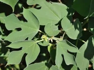 Immagine di un albero di quercia, petalo di fiori di PetalFoglia e foglie di una pianta verde che si intrecciano tra loro come se fossero fatte di carta gelata Unallegoria visiva della bellezza della natura che non conosce limiti