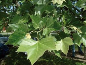 Questa immagine mostra una bellissima varietà di vegetazione con un albero di platano americano, una quercia, una pianta, un tiglio, un altro albero, erba e una persona con unauto in lontananza Uno splendido paesaggio che rappresenta la diversità della natura