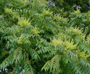 Questa immagine mostra una grande foglia verde che emerge da una giungla di vegetazione Il suo stelo è diritto e robusto, con un giovane germoglio che porta un fiore luminoso, simbolo di una pianta in crescita Un albero sviluppato che, con le sue foglie, fornisce ombra e vitalità nella giungla