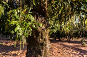 In questa immagine si può ammirare la bellezza della natura un albero di macadamia, con il suo tronco forte e robusto e la fitta vegetazione che ne circonda le foglie Una pianta esotica che cresce allaperto, con i suoi frutti dolci e deliziosi