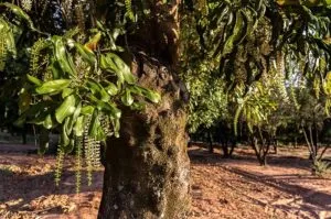 Questa immagine mostra il tronco di un albero di macadamia con le sue foglie lussureggianti e la vegetazione circostante Uno scorcio di natura incontaminata, in cui la natura rivive in tutta la sua bellezza