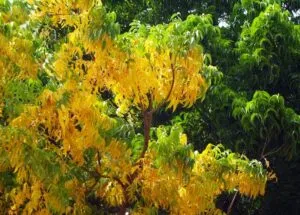 Questa fotografia ritrae una foresta pluviale in piena estate Il paesaggio è ricco di alberi di neem con foglie grandi e luminose che si estendono in tutte le direzioni Lombra offerta dal fogliame mescola la vegetazione con i fiori e i rami che si intrecciano tra loro La natura allaperto offre la pace e la tranquillità di un bosco incontaminato