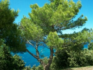 Un boschetto di pini dellAleppo orientale, che dona al paesaggio una tinta di verde intenso durante lestate, circondato da una lussureggiante vegetazione conifere