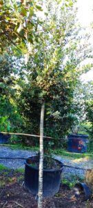 Un boschetto fiorito di verde leccio, con alberi e piante in vaso che adornano un cortile circondato da una vegetazione lussureggiante Foglie che sfiorano il cielo, una radura in cui fanno capolino alcuni vasi e un bosco che si estende allorizzonte Uno spettacolo di natura incontaminata e serenità