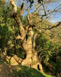 Questa foto mostra una magnifica vista dellHimalaya con un albero di quercia, un tronco dalbero e un boschetto di tiglio in primo piano La vegetazione lussureggiante e la terra fertile creano una vera e propria foresta, un luogo incontaminato e selvaggio Una visione suggestiva di un antico albero di foresta