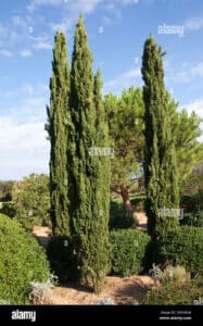 Questa immagine mostra un cipresso italiano, un tipo di sempreverde che appartiene alla famiglia delle conifere Si tratta di un albero dallaspetto conico che cresce allaperto e fa parte della grande famiglia degli abeti e dei pini Proprio come tutte le altre piante sempreverdi, come labete o il taxus, offre una bellissima vegetazione anche in inverno