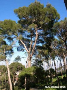 Questa immagine ritrae un pino aleppo orientale, una conifera dal tronco robusto, che si staglia allinterno di una vegetazione boschiva La terra è ricoperta di quercia, foglie e rami di alberi, che rendono lambiente unico e incantevole Il pino è un simbolo di forza e resistenza, una sentinella che veglia sulla terra