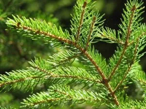 L'immagine raffigura una scena idilliaca invernale un abete rosso, una conifera sempreverde e un albero di pino sono circondati da una ricca vegetazione L'abete bianco conferisce un tocco di magia alla foresta innevata