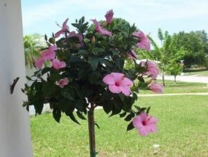 Questa immagine ritrae un vaso di terracotta pieno di vegetazione ricca di un bellissimo fiore ibisco Il fiore si distingue per i suoi petali delicati che si aprono in un bouquet colorato, circondato da una calda aura di erba e giardino Un vero contenitore di bellezza e natura
