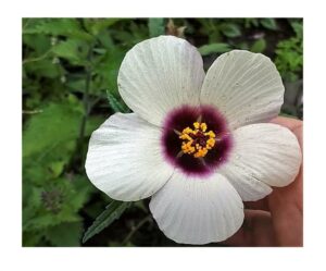 Questa fotografia mostra una splendida composizione di colori e forme un albero di ibisco con i suoi fiori di marshmallow che brillano al sole I petali bianchi e rosa sbocciano delicatamente come anemoni dai lunghi pistilli dorati e dai filamenti di polline chiaro che li circondano Una visione davvero incantevole!