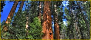 Unimmagine che ritrae una grande sequoia rossa con un tronco possente, circondata dalla ricca vegetazione di una foresta pluviale questo è LogAlbero, un simbolo della forza e della bellezza della terra
