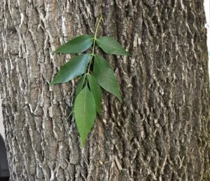 Questa immagine ritrae un magnifico frassino bianco, un albero dal tronco possente e dalle foglie verdi e brillanti Una pianta incantevole che ci regala uno spettacolo unico