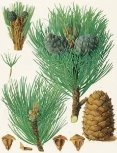 Questa immagine mostra un albero Banksia, una pianta dai frutti succosi e dai colori vivaci È un albero conifero, come ad esempio un pino o un larice, ed è anche una fonte di frutta come le granate, lananas e molti altri frutti Allo stesso tempo, le sue foglie aghiformi ricordano anche laspetto di unarma
