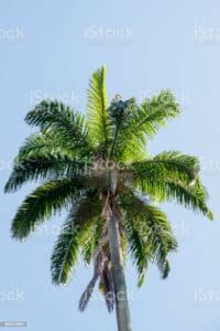 La Palma Reale, una magnifica pianta che si erge come un albero, è una delle opere della natura più ammirate