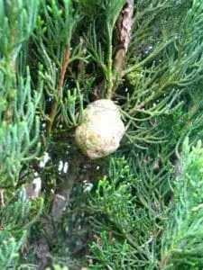 Una foto di una scena italiana con un cipresso italiano, un abete bianco, un abete, un pino, una pianta di abete e una conifera, tutti in una bella composizione di alberi