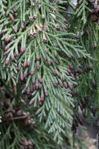 Questa foto rappresenta una splendida Lawson Cypress, una conifera appartenente alla famiglia delle Pinaceae Un albero dalle forme slanciate, con una chioma ricca e verde, che può essere facilmente confuso con un abete o un larice, ma in realtà è una varietà di pino