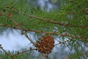 Questo è uno splendido albero siberiano CedarConifera, una pianta della famiglia dei Laricidi come il Pino e il Cedro