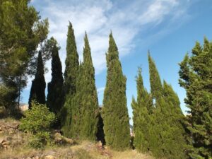 Questa foto mostra una scena di una bellissima foresta italiana con alberi di cipresso, alberi di pino, conifere e abeti, che illuminano la natura allaperto e creano un paesaggio suggestivo Unimmagine perfetta per coloro che amano la vegetazione dei boschi