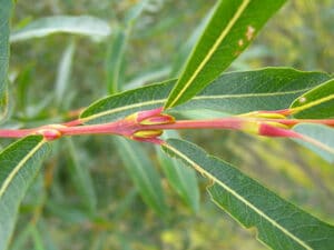 Unimmagine di un salice rosso che emerge dalla vegetazione di un bosco, con un fiore che sboccia da un germoglio, una foglia di acorna che cade dallalbero e una ghianda che si trova alla base della pianta Una rappresentazione della natura che ci ricorda quanto sia bella la vita
