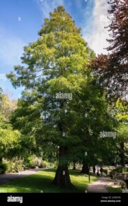 Una scena dinverno come non se ne vedono spesso un gigante rosso doro alto e imponente, un tronco dalbero di betulla, una vegetazione di conifere e una distesa derba Una persona ammira la bellezza di un parco boscoso Unimmagine che unisce leleganza della natura con la grandiosità della vita