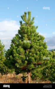 Questa immagine mostra una bellissima pinus contorta con un cipresso che si staglia sullo sfondo Questo albero conifero, insieme allabete, è una delle specie più conosciute della famiglia delle conifere La pinus contorta è una specie di conifera dalle foglie aghiformi che si presenta come unelegante pianta a cipresso