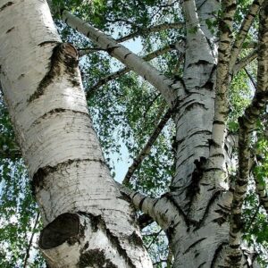Unimmagine suggestiva che mostra un contrasto tra la betulla grigia e la quercia, due alberi iconici che simboleggiano larmonia della natura