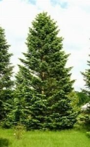 Questa immagine ritrae un abete normanno, una conifera che appartiene alla famiglia dei pini La sua robusta fogliame bianco argento e la sua vegetazione densa e resistente ne fanno una delle specie di alberi più amate