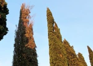 Un cipresso italiano che si erge verso il cielo, simbolo della bellezza della natura Un albero conifera, un pino o un abete che richiamano le atmosfere dei nostri boschi, in una magica immagine che cattura la bellezza di una pianta