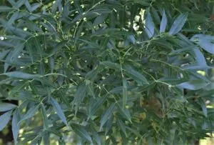 Una foglia doro che spunta da un albero di salice in un giardino ricco di vegetazione e piante erbacee Unimmagine che incarna larmonia e la bellezza di un paesaggio naturale
