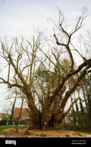 Questa immagine mostra una combinazione di alberi differenti un albero di tiglio Staghorn, una pianta di pino e un tronco dalbero conifera Una scena di bellezza naturale che ci ricorda limportanza di preservare le nostre foreste