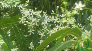 Questimmagine mostra un magnifico albero di Neem, una specie di albero di origine erbacea, con le sue foglie scure e verdi piantate nella rigogliosa vegetazione di una foresta pluviale Dal suo ramoscello pendono i petali bianchi di un fiore dal cui centro spunta un seme colorato, pronto a essere disseminato per portare nuova vita alla foresta