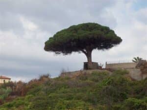 Questa immagine raffigura un meraviglioso paesaggio naturale con una pineta di pinus maritima, un albero fern, vari tipi di vegetazione, un tronco di tiglio, una pianta in un vaso, una conifera allaperto e una felce Vi è una sfumatura di magia e serenità in questo paesaggio, che risveglia il desiderio di esplorare la natura