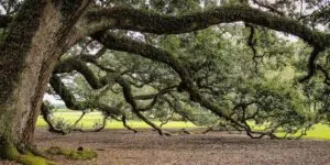 Una quercia inglese, una magnifica pianta della natura, con il suo imponente tronco che si staglia fra la vegetazione delle aree allaperto, come una sentinella del bosco e del boschetto Uno spettacolo naturale che fa ammirare la bellezza della natura