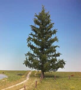 Questa immagine mostra un magnifico abete rosso, una tipica conifera che è una specie di pino Appartiene alla famiglia degli abeti e, come l'abete bianco, è un tipico albero da Natale