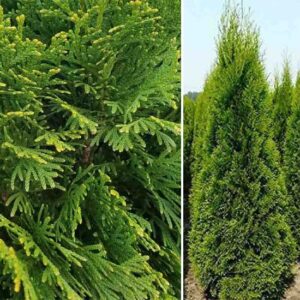 Una fotografia che mostra la bellezza della Thuja occidentale, una pianta conifera dalla magnifica vegetazione Un albero che offre uno scenario di grande impatto visivo