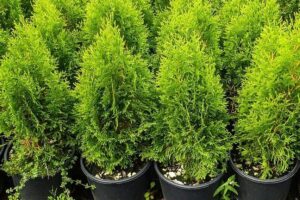 Immagine di un Thuja occidentale, una pianta verdeggiante con una forma di cespuglio che si erge come un albero di grandi dimensioni La vegetazione che lo circonda aggiunge un tocco di fascino alla scena