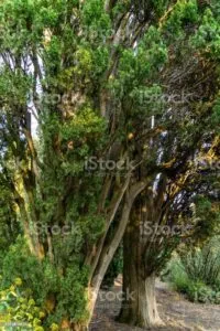 Un cipresso italiano, una conifera di tipo taxus, con il suo alto tronco di legno regala una vista scenografica ed incantevole