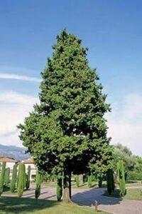Questa foto mostra una splendida vista di una foresta di alberi coniferi, in particolare un albero di Cipresso Italiano, una Redwood e un Abete, insieme a un Pino, un Taxus e una Sequoia Si tratta di una rara raccolta di alberi coniferi che offrono una visione mozzafiato