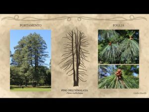 Questa splendida immagine mostra un Pino Himalayano che svetta al di sopra di un prato ricoperto di erba e MeadowPianta, circondato da una lussureggiante vegetazione, conifera e abeti, creando una scena idilliaca e unica per gli amanti della natura e dei boschi